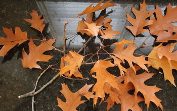 Por qué todo el mundo está emocionado por rastrillar las hojas este otoño
