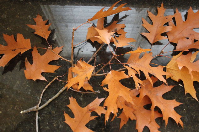 13 Crafty Reasons Why Everyone is Excited to Rake Leaves This Fall