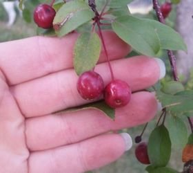 How to Identify a Tree with Red Berries