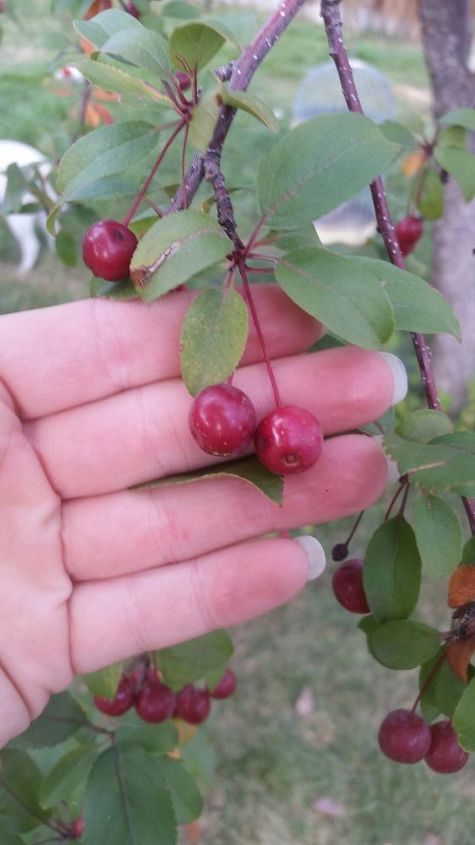 can anyone identify this tree with red berries