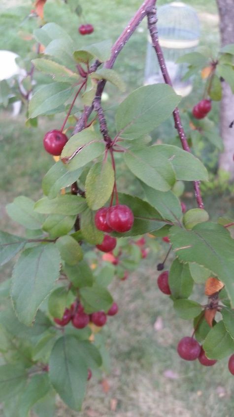 can anyone identify this tree with red berries