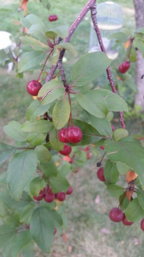 q can anyone identify this tree with red berries , gardening, plant id
