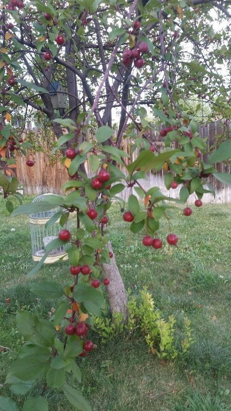 can anyone identify this tree with red berries