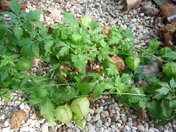 q can anyone identify this plant , gardening, plant id