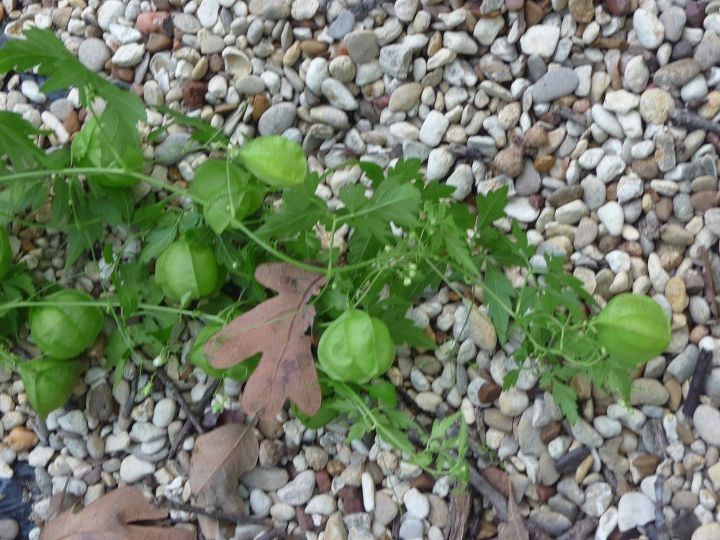 q can anyone identify this plant , gardening, plant id