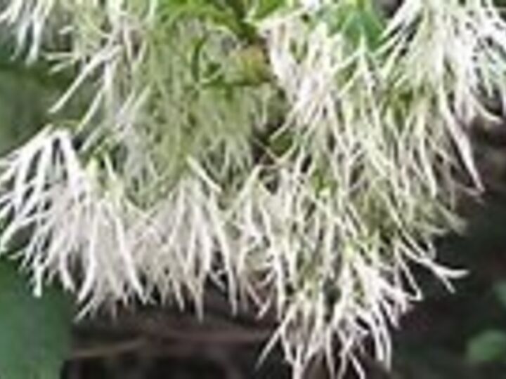 q grancy graybeard, flowers, gardening, landscape
