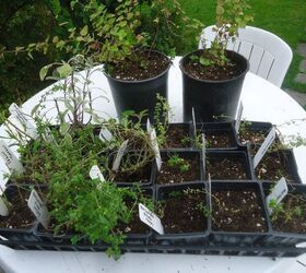 dividing containerized herbs in fall, gardening, kitchen design, painted furniture