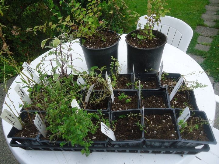 dividing containerized herbs in fall, gardening, kitchen design, painted furniture