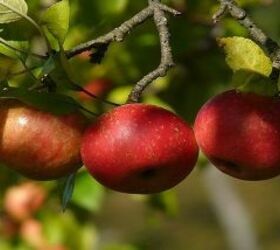 8 simple apple picking tips, gardening, plant care