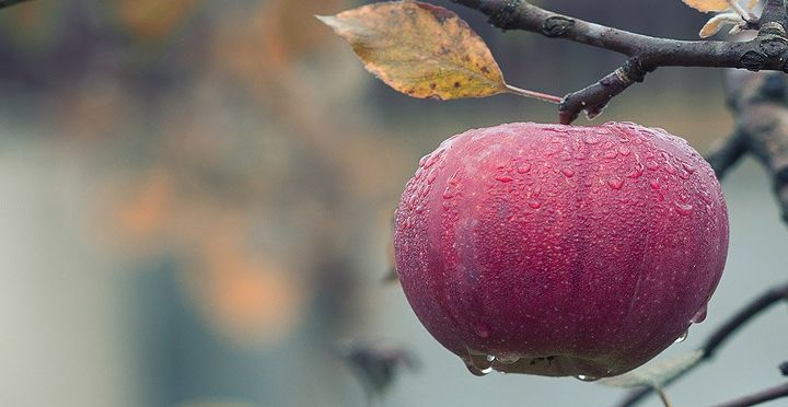 8 simple apple picking tips, gardening, plant care