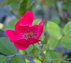 potting up your newly rooted rose, flowers, gardening