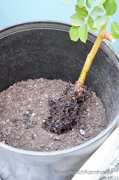 potting up your newly rooted rose, flowers, gardening