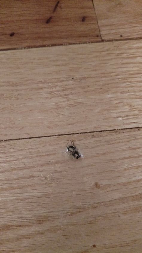 q que hacer cuando una mosca queda atrapada en el acabado epoxi