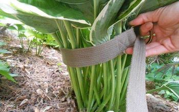 See How 30 Clever Gardeners Make Their Hostas Thrive