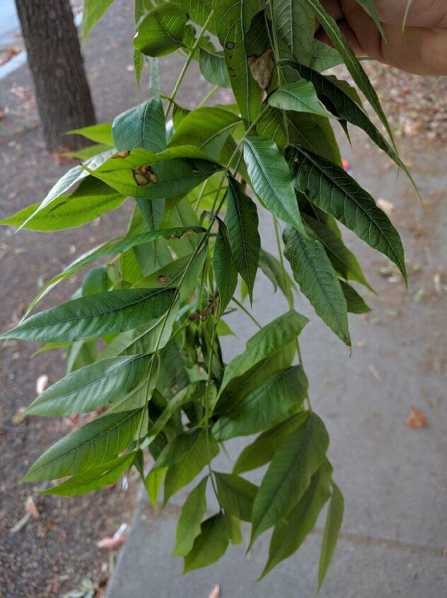q please help identify this tree, gardening, plant id