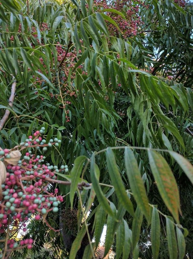 q please help identify this tree, gardening, plant id