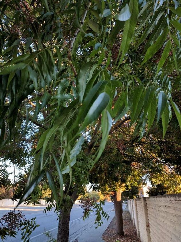 q please help identify this tree, gardening, plant id