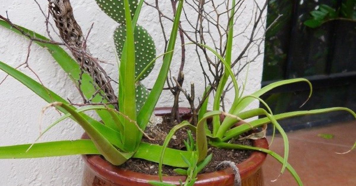 7 razones para amar el genial agave araña, también conocido como agave ...