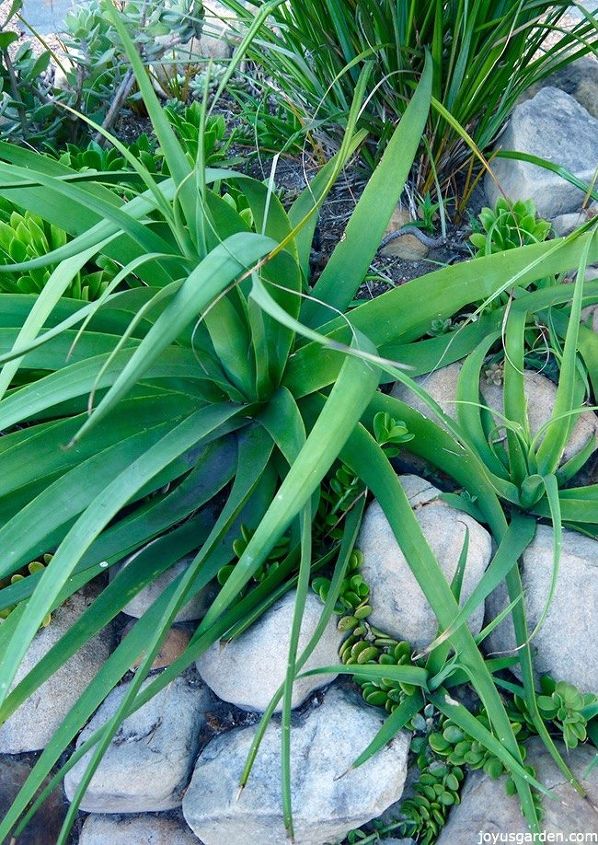 7 razones para amar el genial agave araña, también conocido como agave ...