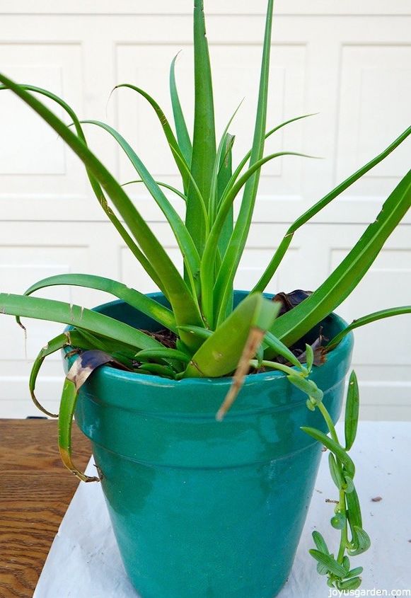 7 razones para amar el genial agave araña, también conocido como agave ...