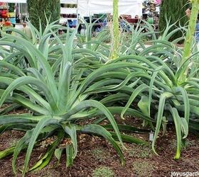 7 reasons to love the very cool spider agave aka squid agave, container gardening, gardening, home decor, outdoor living, pest control