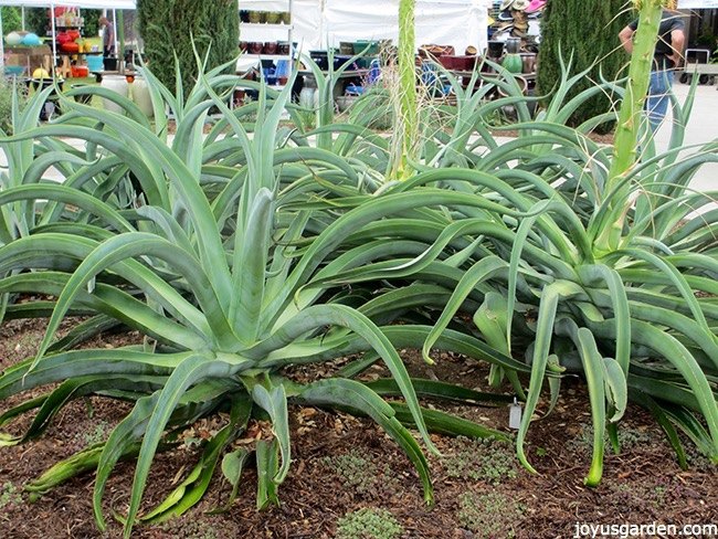 7 razones para amar el genial agave araña, también conocido como agave ...