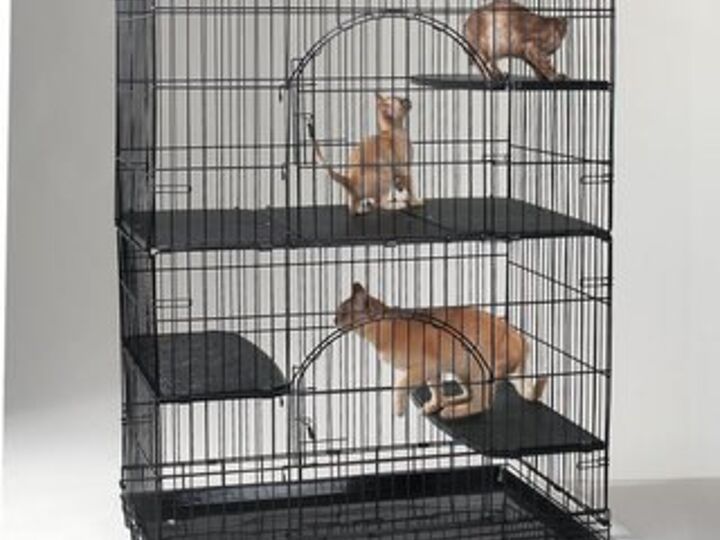 q alternate uses of kitten cage, repurpose unique pieces, repurposing upcycling