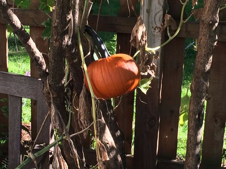 q what can i do with real pumpkins for decorating , halloween decorations, seasonal holiday decor, About 5 ft off the ground headed next door