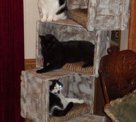Cat Tree With Crates Hometalk
