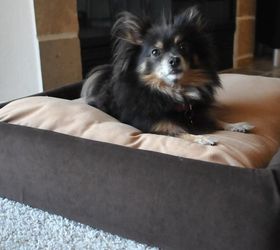 upholstered dog bed, pets, pets animals, woodworking projects