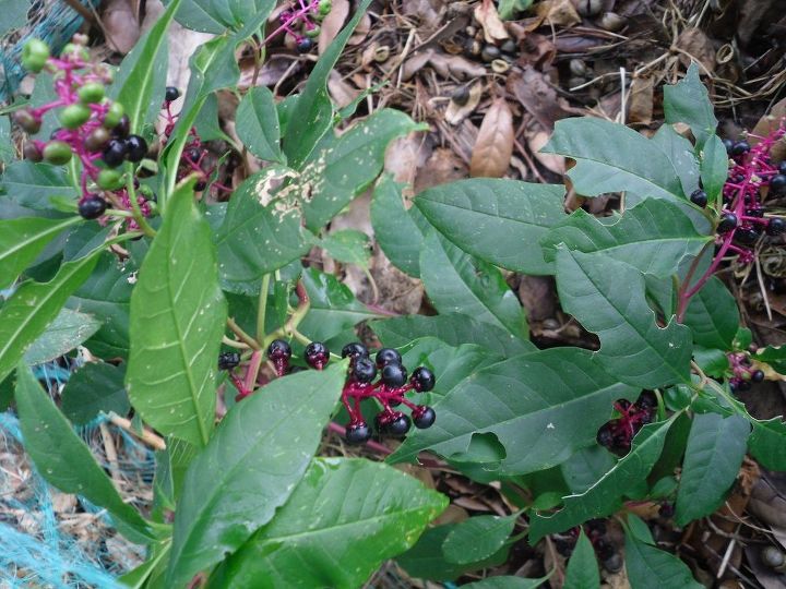 q what kind of plant is this and if berries on this plant ar edible , gardening, plant id, Plant came up in compost pile Never saw this plant before What is it and are the berries human edible