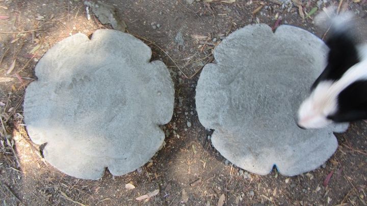 chip and dip flowers anyone , gardening