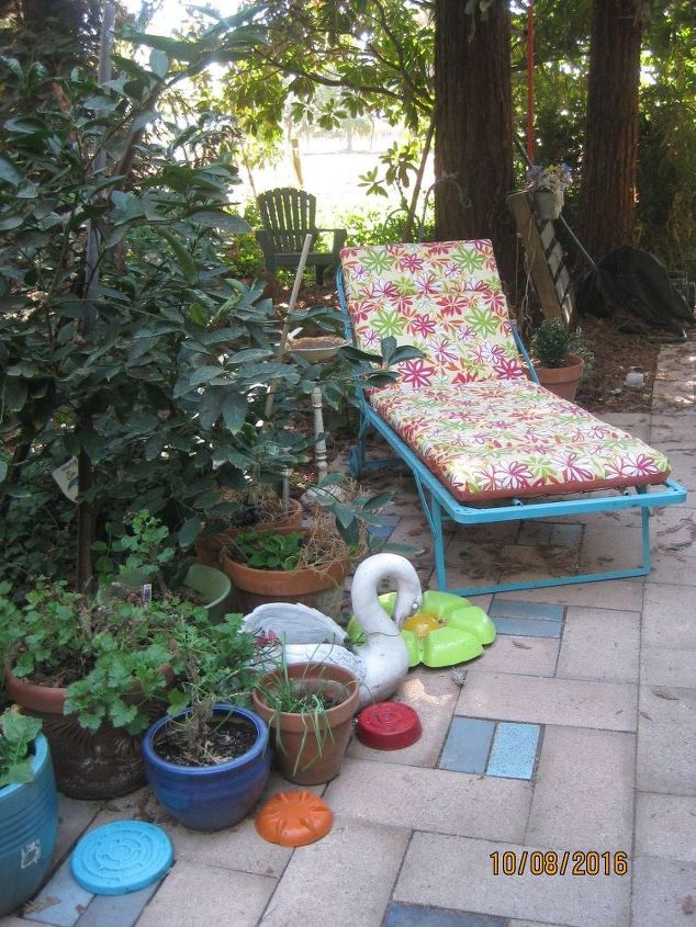 chip and dip flowers anyone , gardening