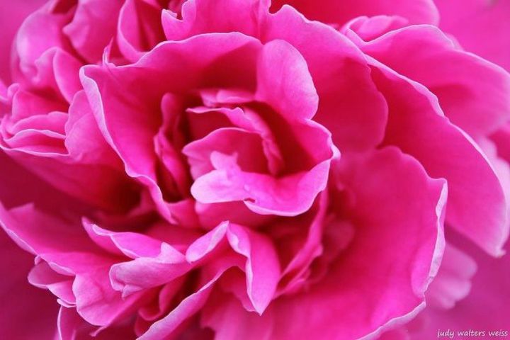 s i hate pink but these makeovers changed my mind , This gorgeous pink peony
