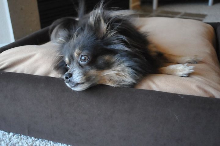 cama tapizada para perros