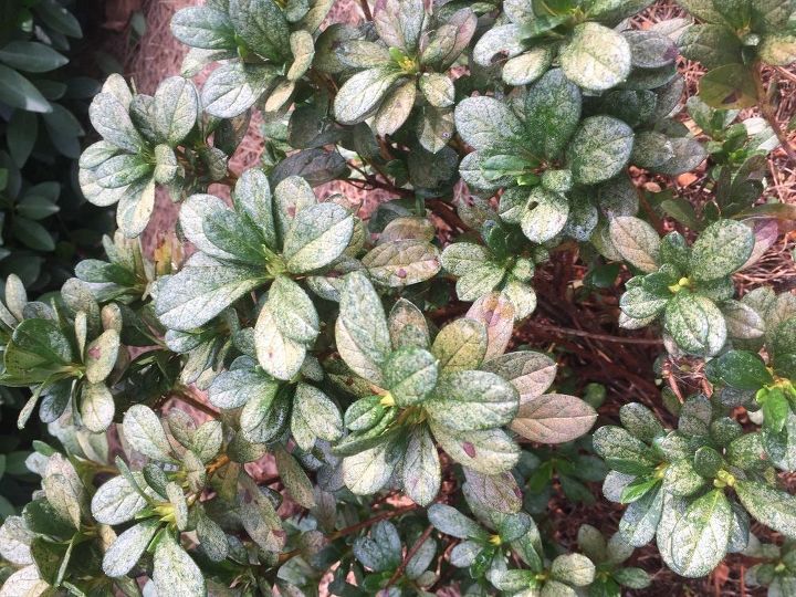 q what has infested my azaleas, gardening, plant care