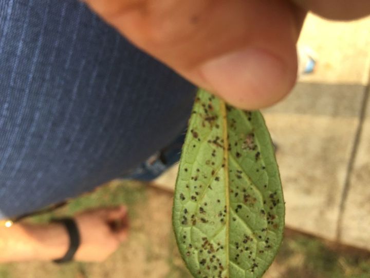 q what has infested my azaleas, gardening, plant care