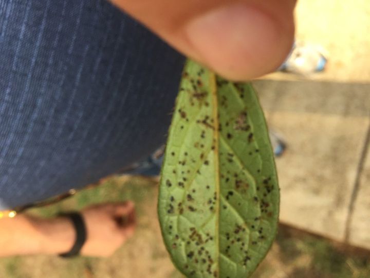 q what has infested my azaleas, gardening, plant care