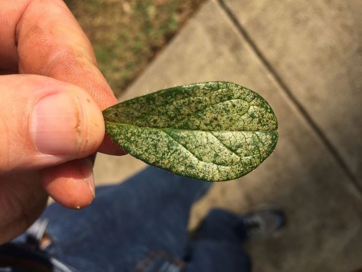 q what has infested my azaleas, gardening, plant care