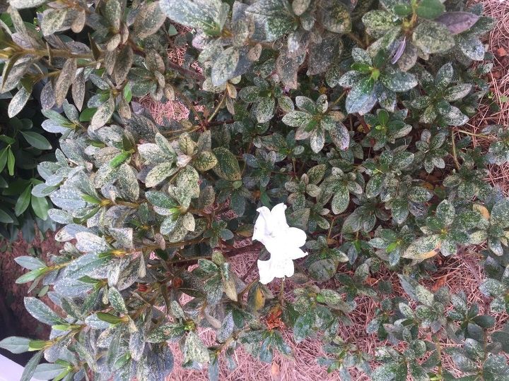 q what has infested my azaleas, gardening, plant care