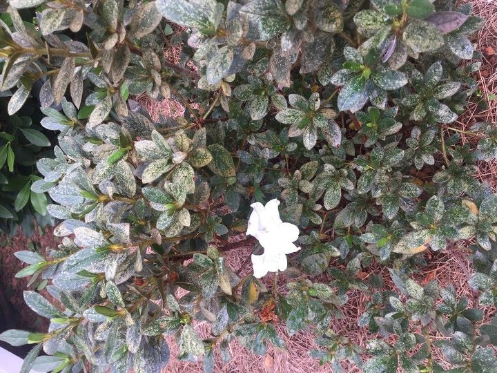 what has infested my azaleas
