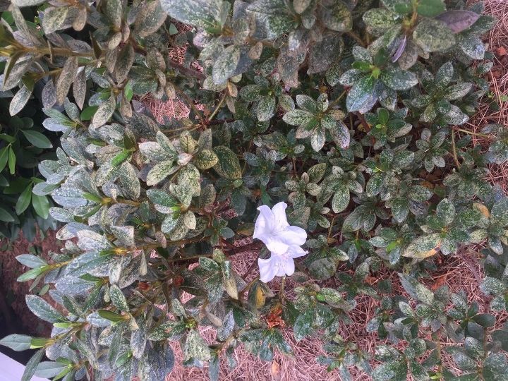 q what has infested my azaleas, gardening, plant care