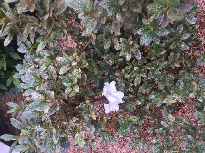 what has infested my azaleas