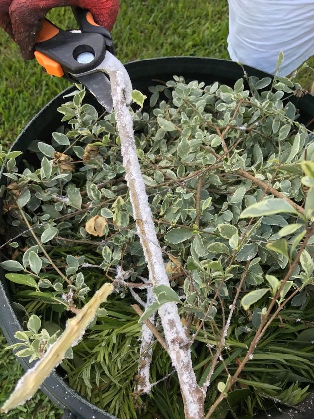 q help, gardening, plant care, What is this white furry pastie stuff It scraped off with my pruners very easily