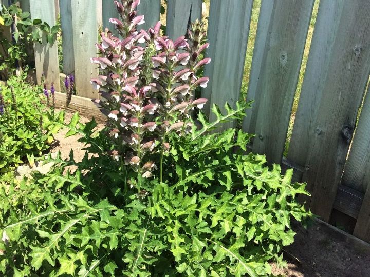 q can anyone identify this plant for a friend in canada , gardening, plant id