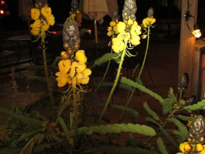 q can anyone tell me what this flower is , gardening, plant id, Picture of potted plant on a patio Can you identify it