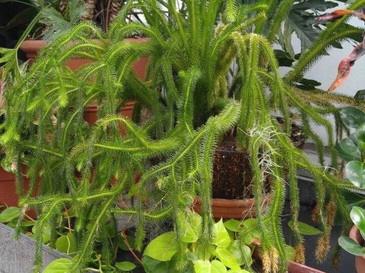 q does anyone know what this large plant is called, gardening, plant id