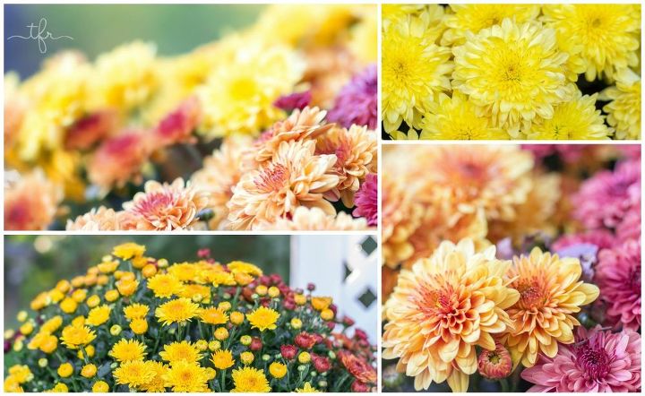 diy backyard water fountain, gardening, home decor, home maintenance repairs, landscape, outdoor living, ponds water features, Pots filled with tricolored chrysanthemums