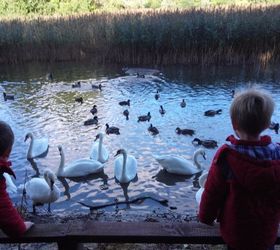 happy snowmen , crafts, repurposing upcycling, seasonal holiday decor, Swans and ducks in Emo lake Autumn afternoon