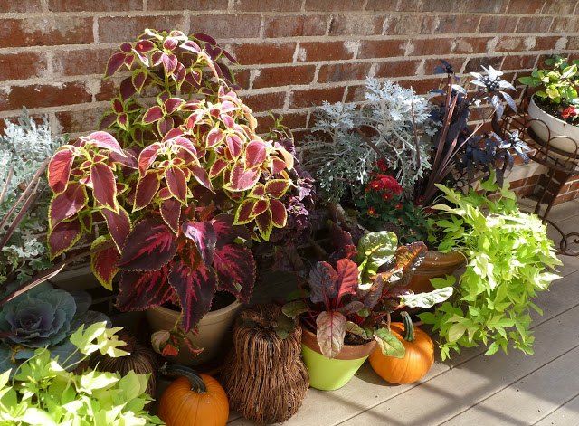 transforme seu jardim de contineres para o outono